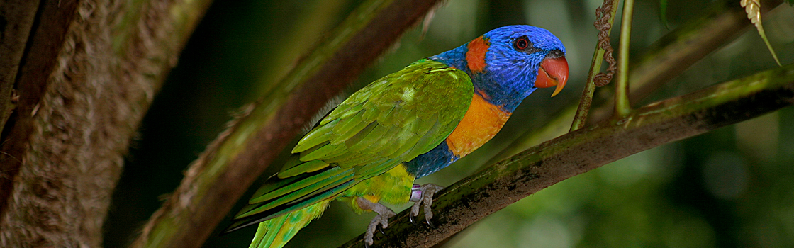 Red-Collared Lorikeet perched on a branch in a tree.