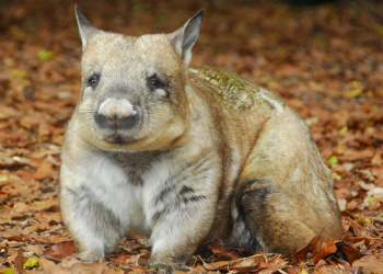 Meg the Southern Hairy-nosed Wombat looking to the right.