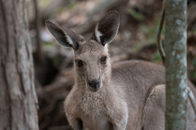 Melman the Grey Kangaroo standing crouched and looking at the camera.