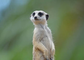 Molly the Meerkat cropped from front paws up as she stands.