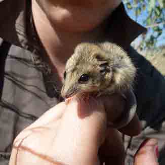 Small animal being held by an explorer.