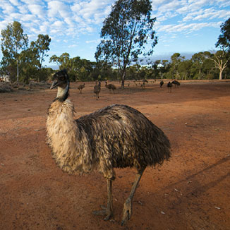 Emu in the outback.