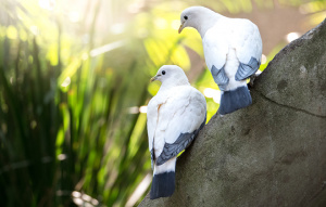 Two Torres Strait Island Pigeons from behind standing on a rock looking to their left.