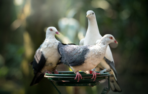 Three White-headed Pigeons standing on a feeder.