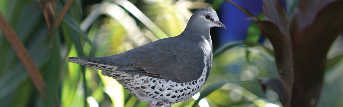 Wonga Pigeon standing in front of greenery with spotted underside showing.