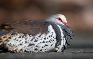 Wonga Pigeon laying on a dark surface.