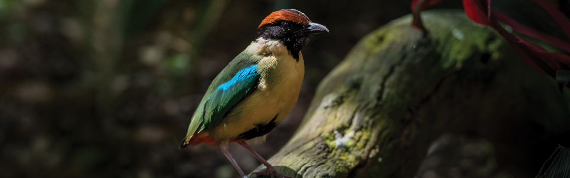 Noisy Pitta standing on a log in profile view looking to the left.