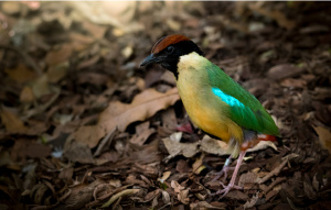 Noisy Pitta standing on a leafy ground in profile view.