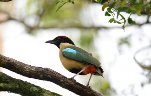 Noisy Pitta standing on a tree branch showing off teal feather spot on their wing.