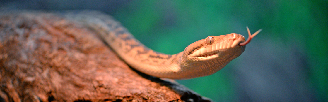 Orange Scrub Python with tongue sticking out.