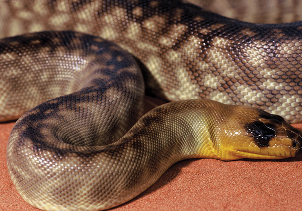 Woma Python curled and looking left.