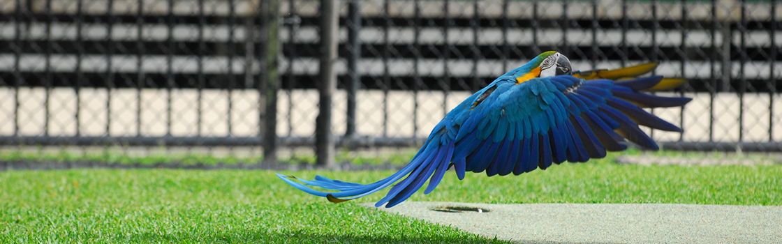 Queto the Blue-and-gold Macaw landing.