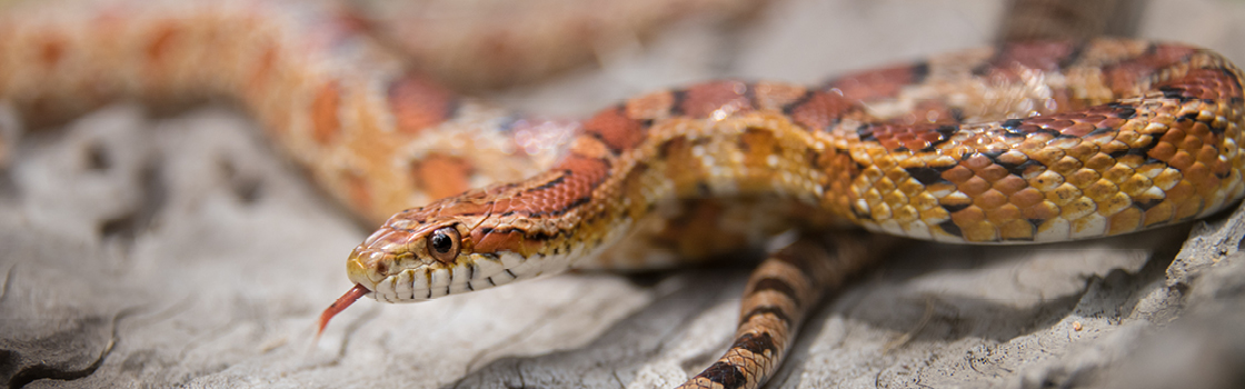 Corn Snake slithering on a rock.