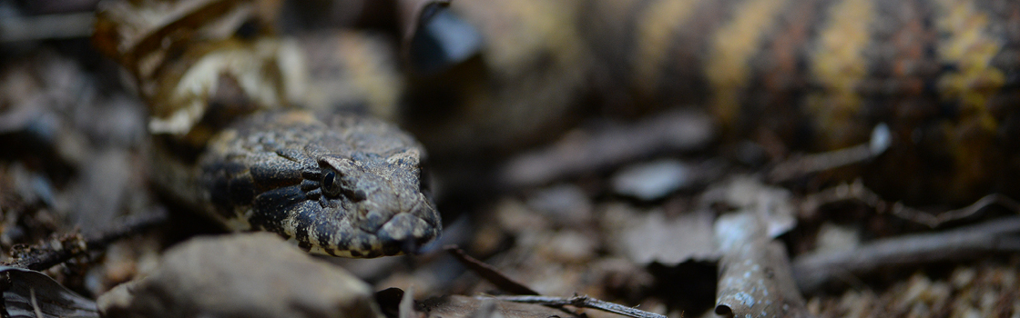 Death Adder Snake camouflaged on the ground close to their face.