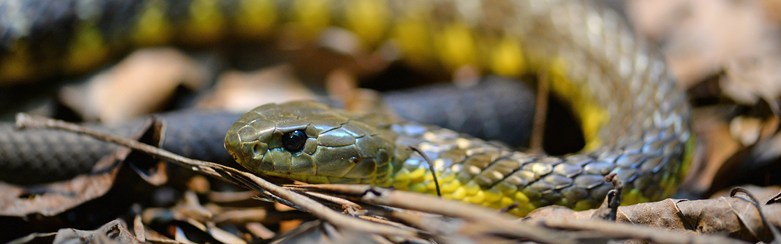 Eastern Tiger Snake close up on the ground.