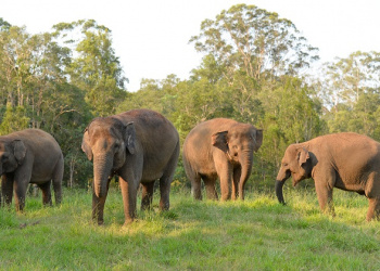 Four Sumatran elephants in a field