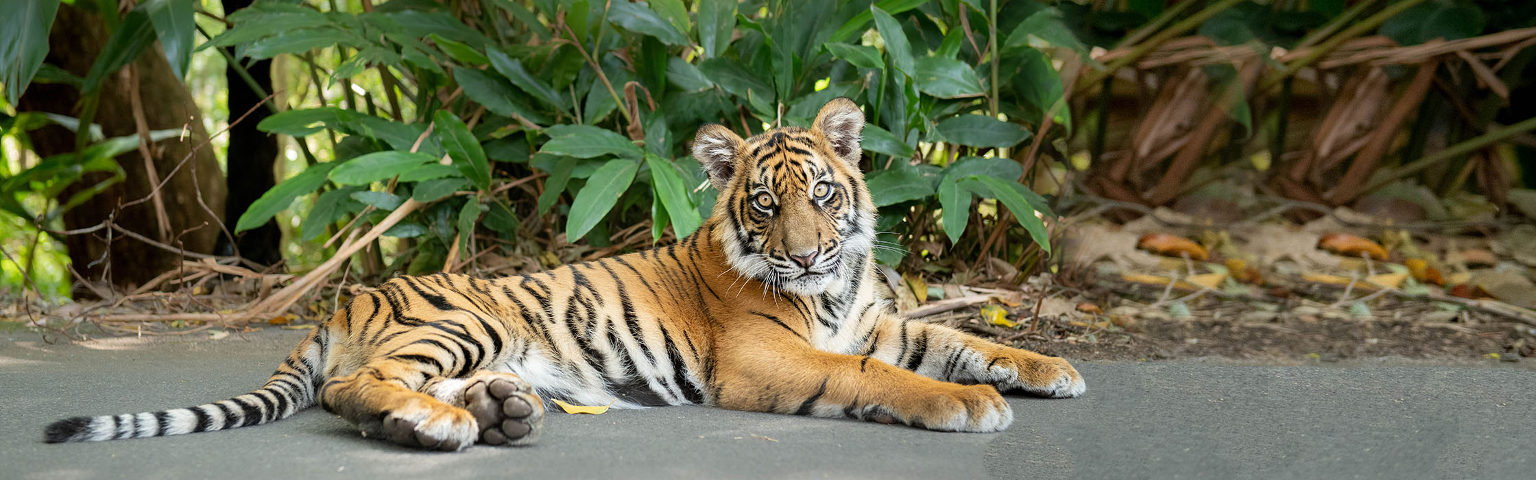 Sumatran Tiger Nelson Adopt an Animal