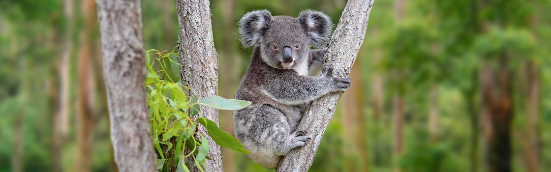 Support Wildlife - Adopt an Animal - Koala (Koya) 1120x350