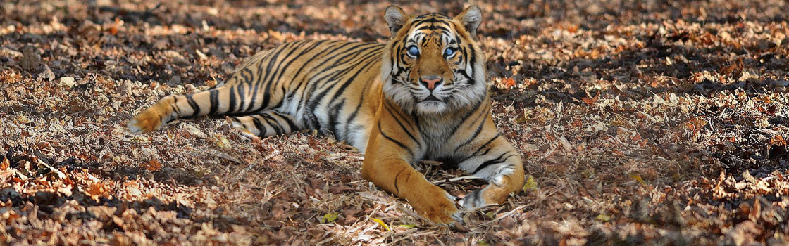 Support Wildlife - Adopt an Animal - Sumatran Tiger (Hunter)Support Wildlife - Adopt an Animal - Sumatran Tiger (Hunter)