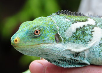 Teddy the Fijian Crested Iguana being held by a zookeeper.