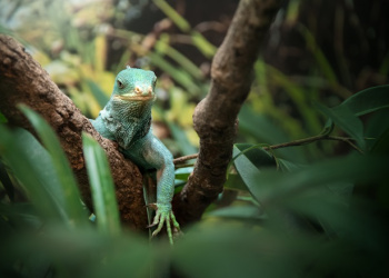 Teddy the Fijian Crested Iguana standing on a tree branch looking at the camera.