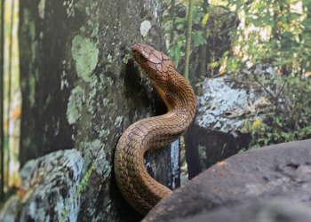 Utah the King Cobra slithering up a tree.