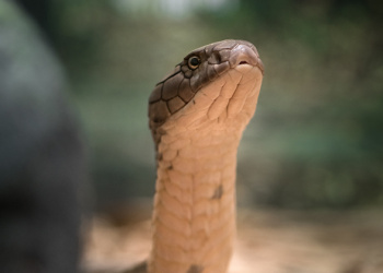 Utah the King Cobra from neck up to show detail.