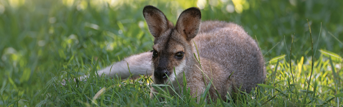 Red-Necked Wallaby laying in the grass looking at the camera.