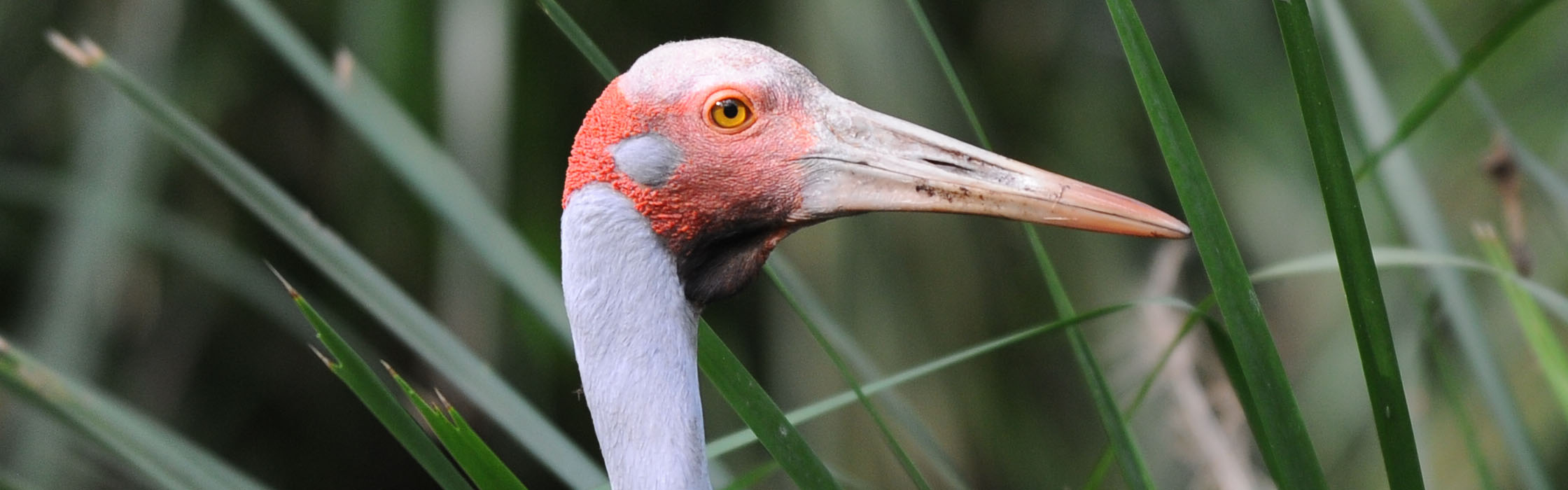 brolga