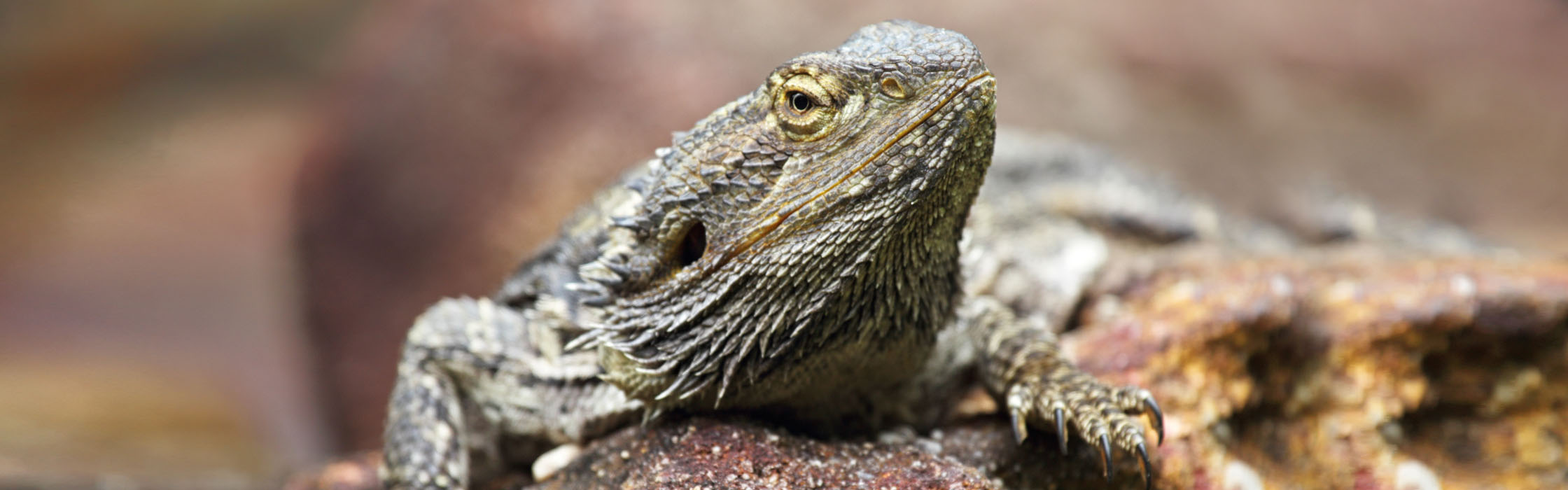 Bearded Dragon