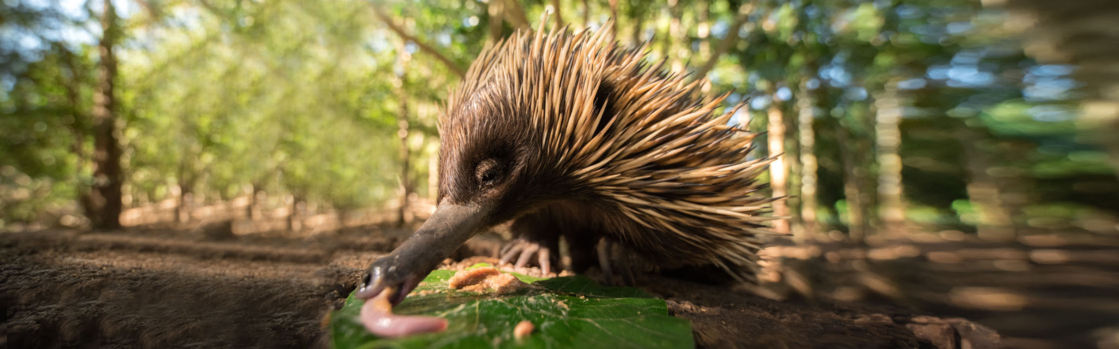 Short-beaked Echidna