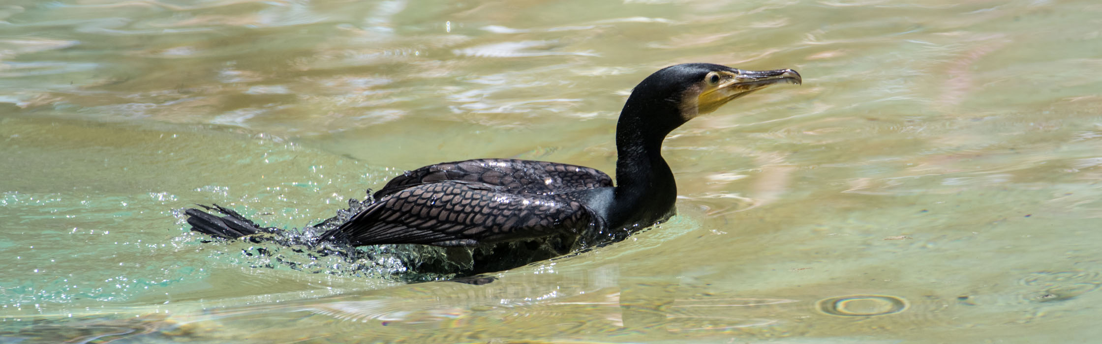 Great Cormorant