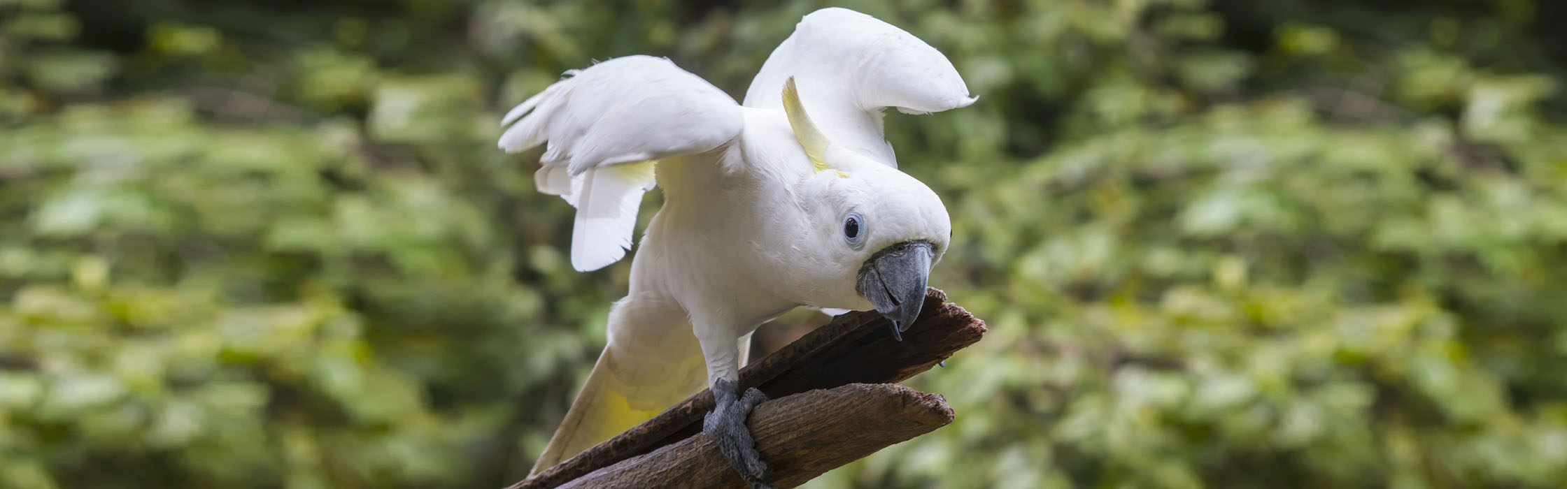 Sulphur-crested Cockatoo