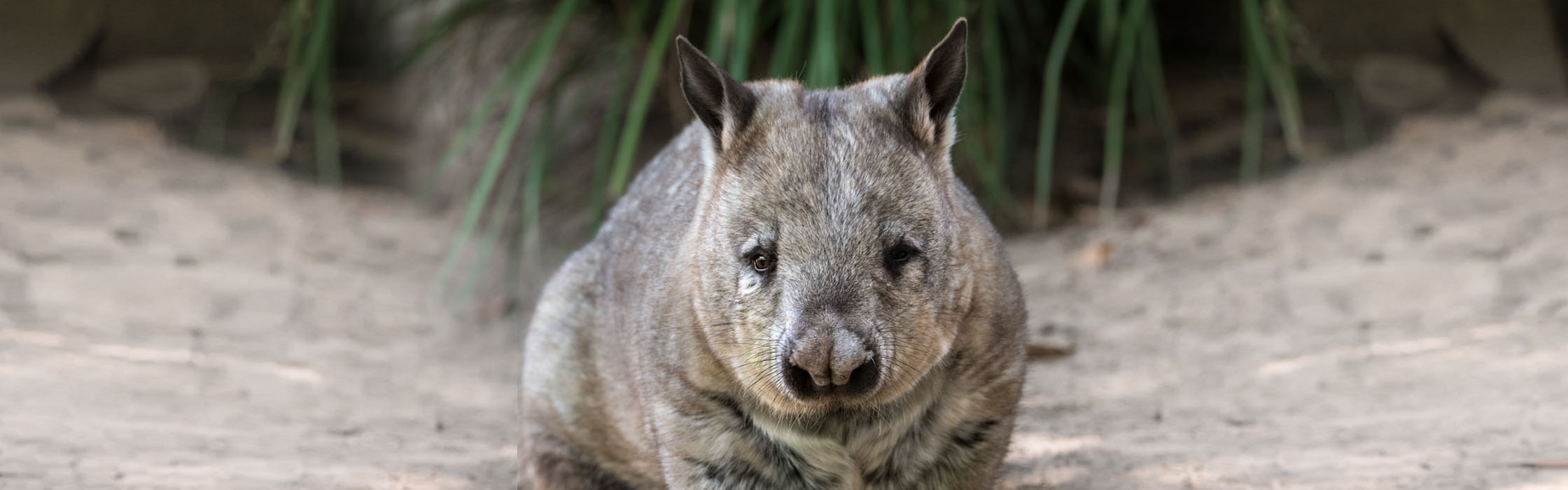 Wildlife - Our Animals - Wombat - Southern Hairy-Nosed2240x700