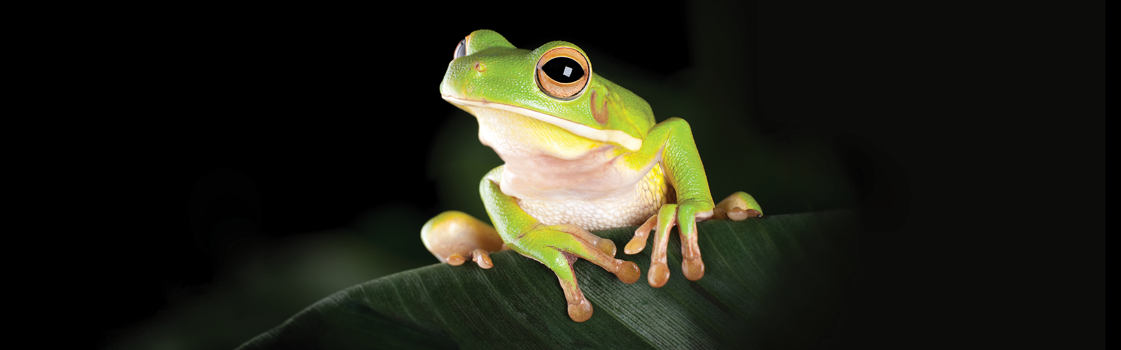 White-Lipped Tree Frog