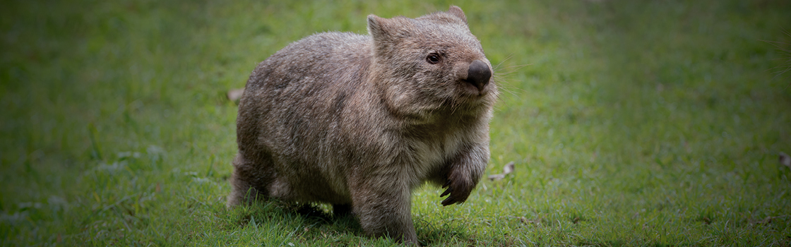 Common Wombat in the grass with paw up.