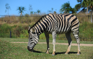 Zebra grazing in the grass with body showing.