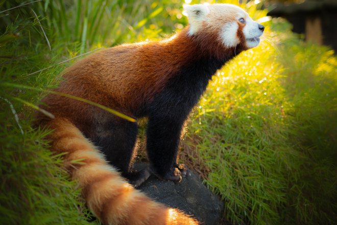 Red Panda Day 2023